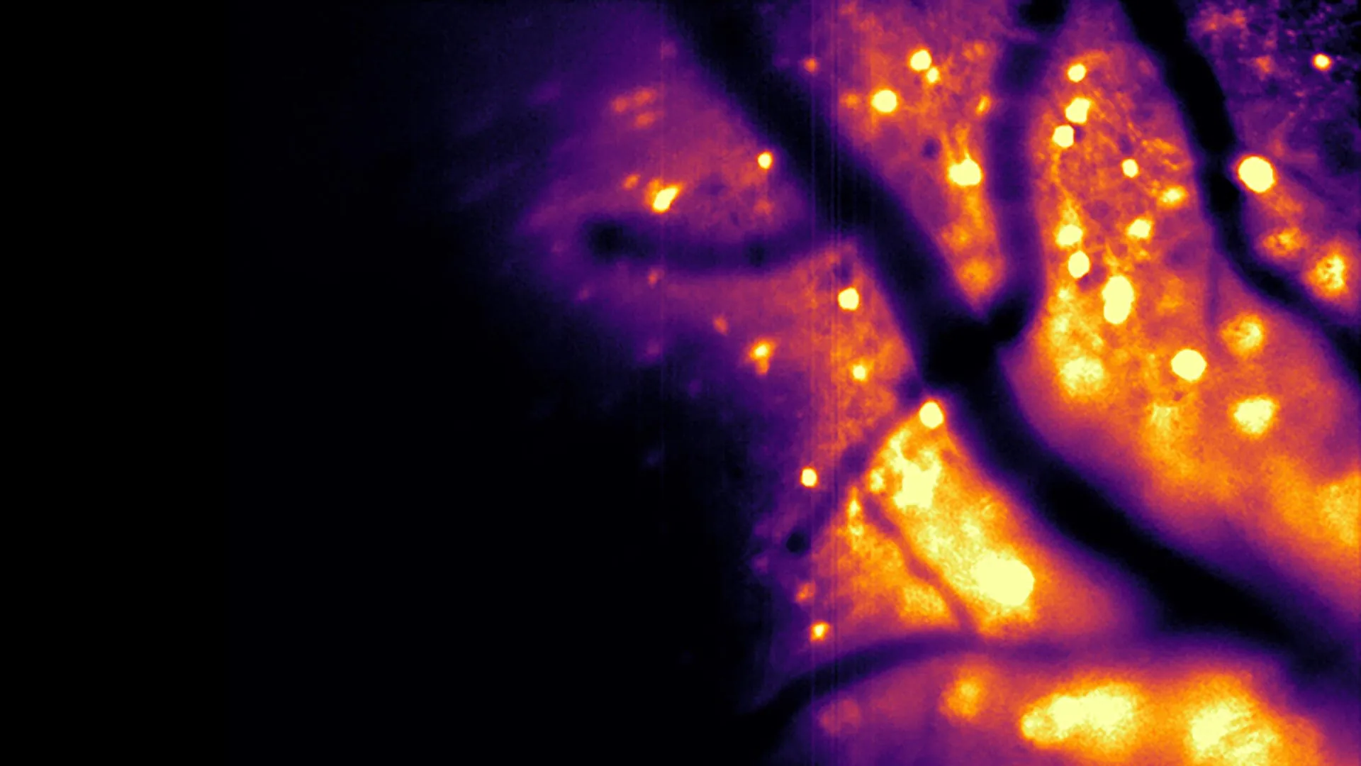Glowing neurons let scientists watch the brain work in real time